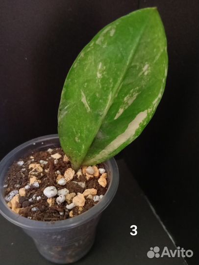 Замиокулькас вариегатный шорт лив