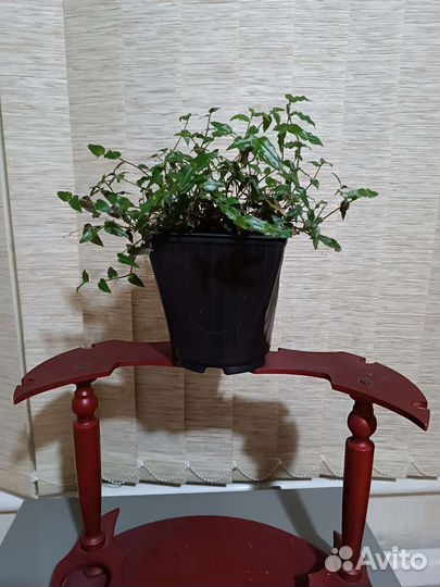 Традесканции