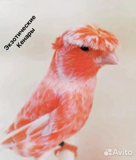 Кенара и канарейки