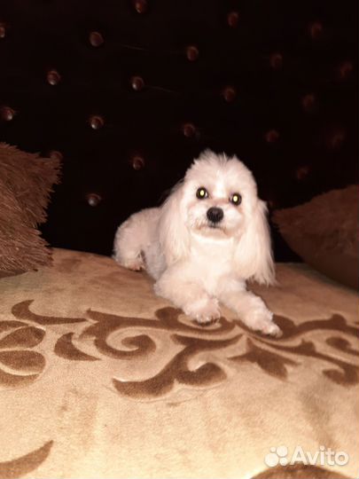 Мальтийская болонка