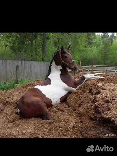 Конский перегной