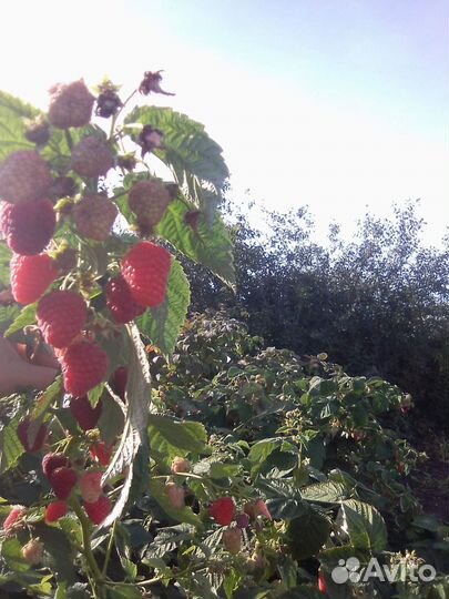 Ремонтантная малина