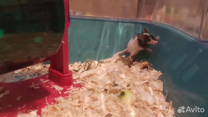 Бамбуковые мышки