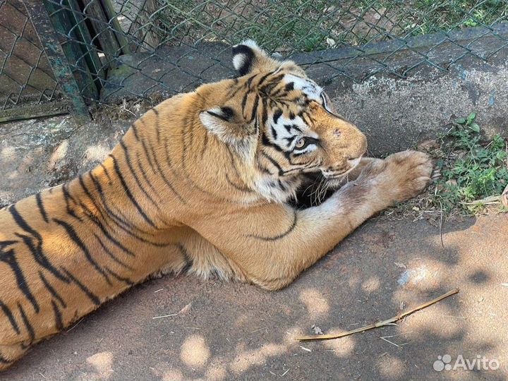 Гоа Топ-Экскурсия Через храм Шивы на сафари в запо
