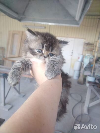 Персидские котята