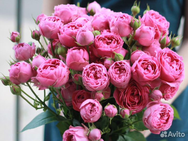 Кустовые розы с гарантией