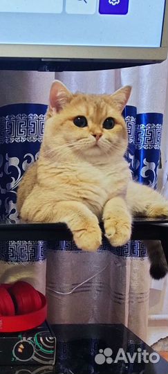 Британский кот золотая шиншилла вязка