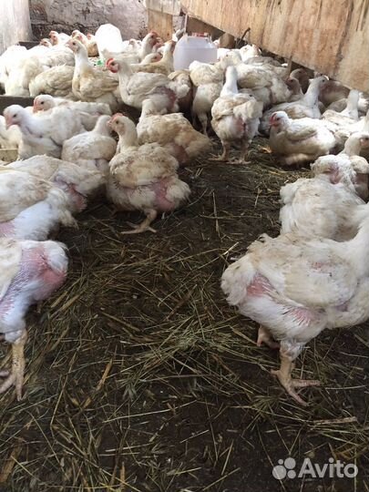 Куры бройлеры живым весом