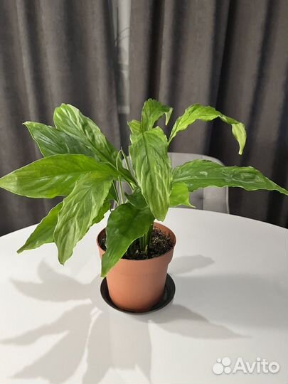 Спатифиллум