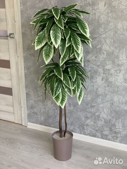 Манго дерево