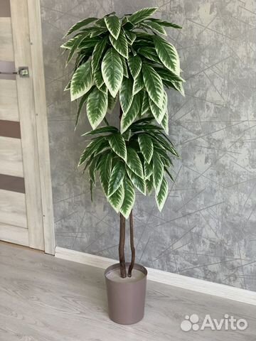 Манго дерево