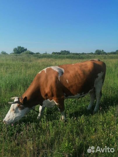 Корова и телка