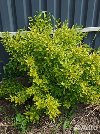 Живая изгородь