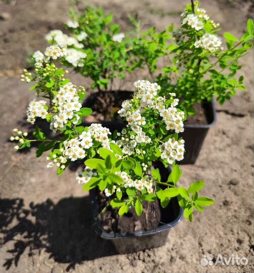 Саженцы Спирея Snowmound (Снежная Гора)