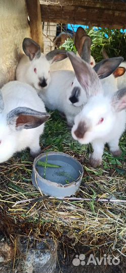 Калифорнийские кролики