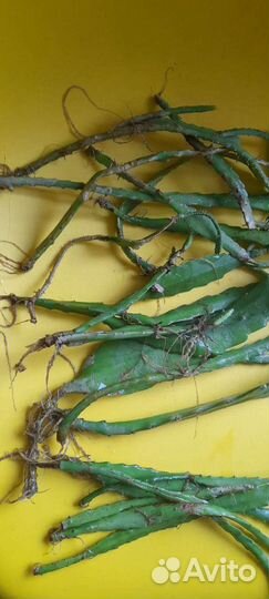 Эпифиллум кактус без горшка с корнями. Много