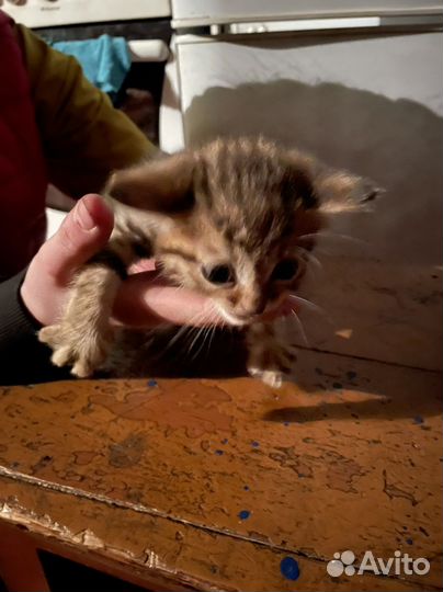 Котята