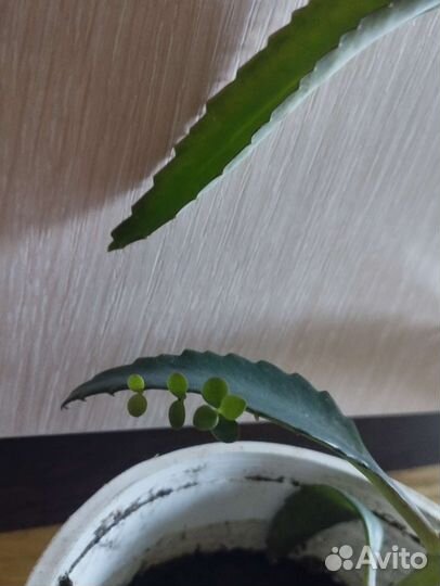 Каланхоэ лечебное