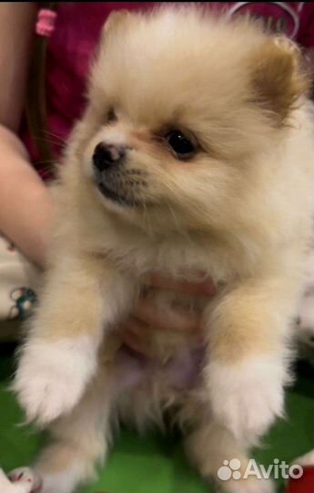 Померанский Шпиц малыши мини