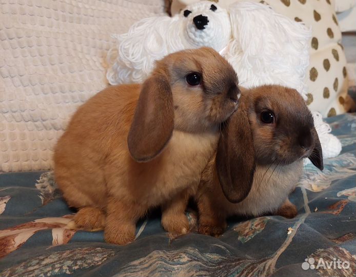 Декоративные крольчата