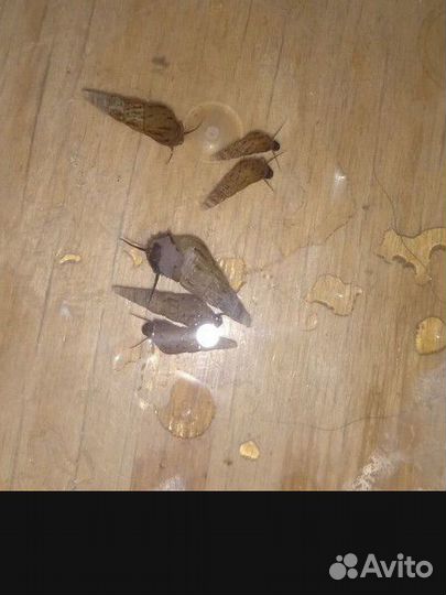 Улитки Мелании