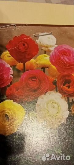 Луковичные цветы для сада и огорода