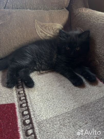 Котята отдам бесплатно