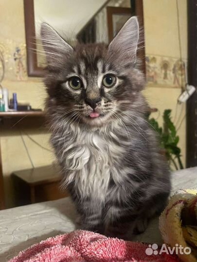 Кошки курильский бобтейл