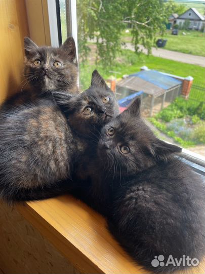 Британские котята бесплатно