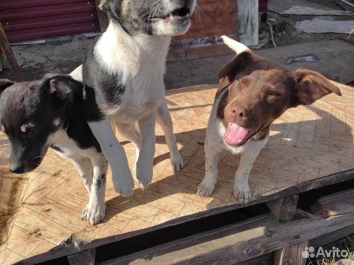 Щенки, ждущие своих хозяев