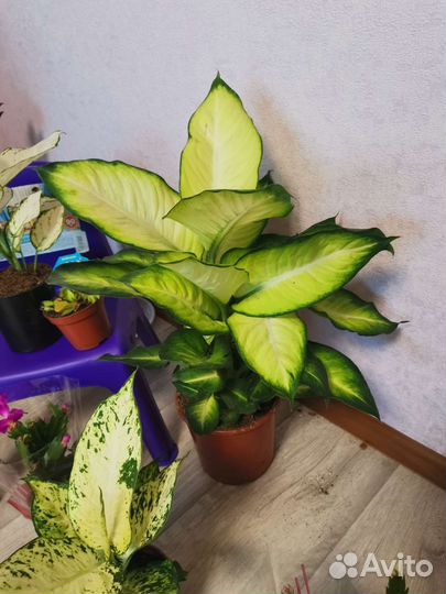 Комнатные цветы