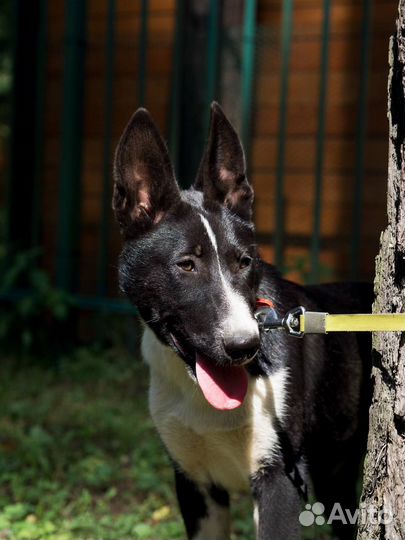 Собака в добрые руки щенок