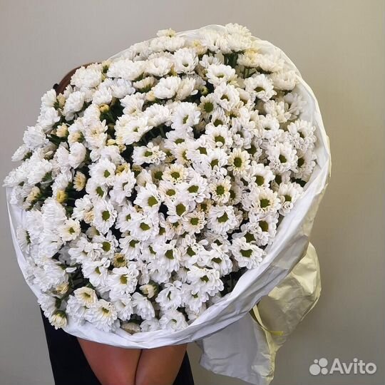 Куст. хризантема с беспл. доставкой