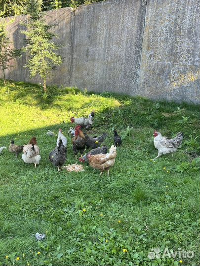 Куры несушки