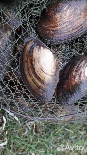 Мидии речные