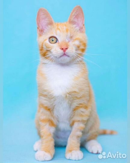 Малыш инвалид, рыжий котёнок ищет семью