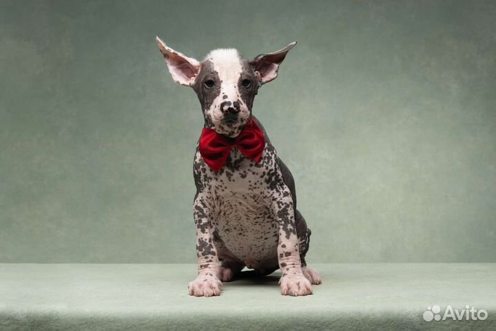 Щенок Ксолоитцкуинтли стандарт (Ксоло)