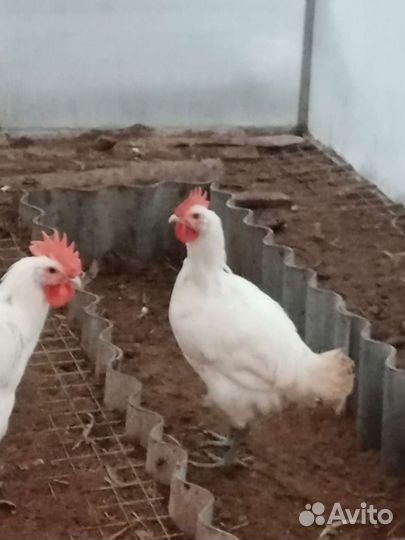 Бресс-гальская порода Инкубационное яйцо цыплята