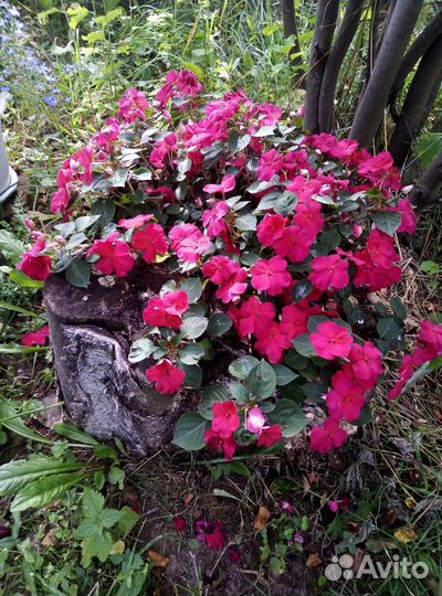 Бальзамины