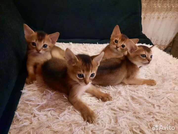 Абиссинские котята