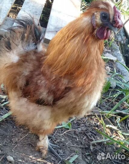 Петухи на племя шелковые