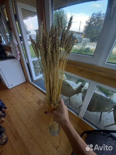 Сухоцветы пшеница