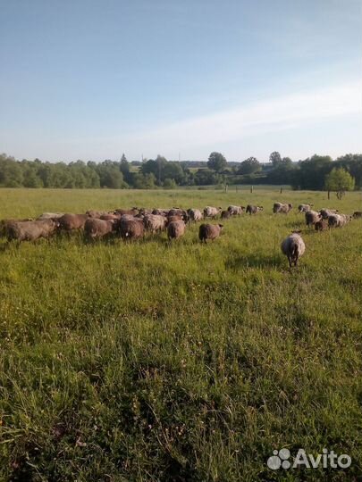 Овцы бараны ягнята живые