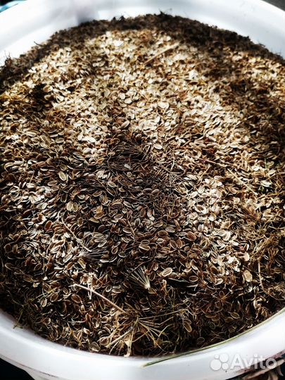 Семена укропа