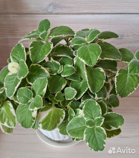 Плектрантус Вариегатный — Комнатная Мята