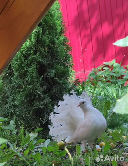 Голуби павлины