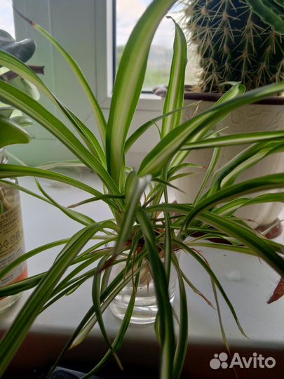 Сансевиерия, хлорофитум, стапелия, пеперомия