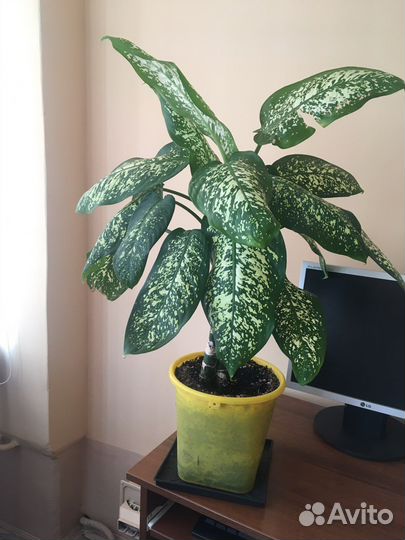 Диффенбахия