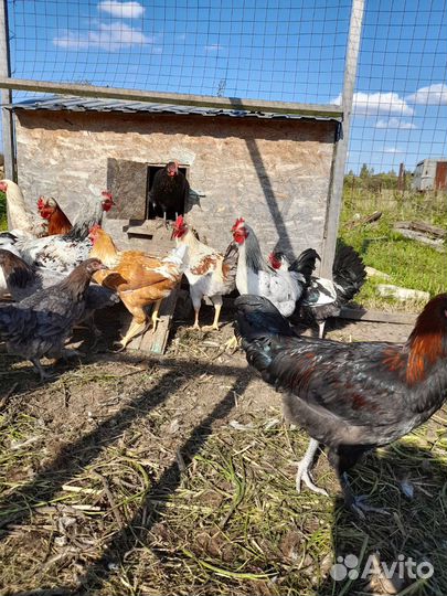 Молодые петушки