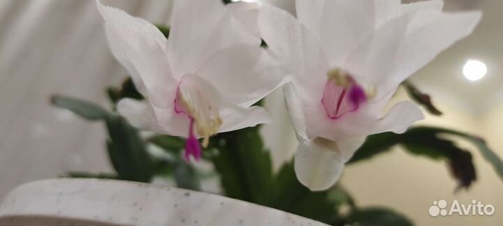 Декабрист шлюмбергера